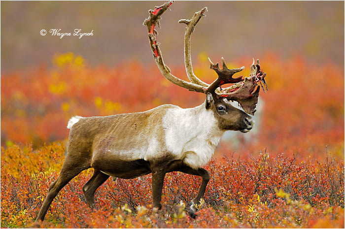 Barren Ground Caribou Bull 113 by Dr. Wayne Lynch &copy;